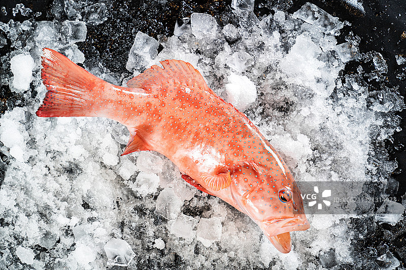 东星斑图片素材