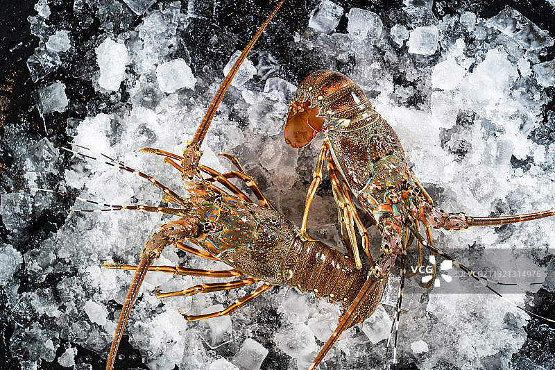 大波龙 中国龙虾图片素材