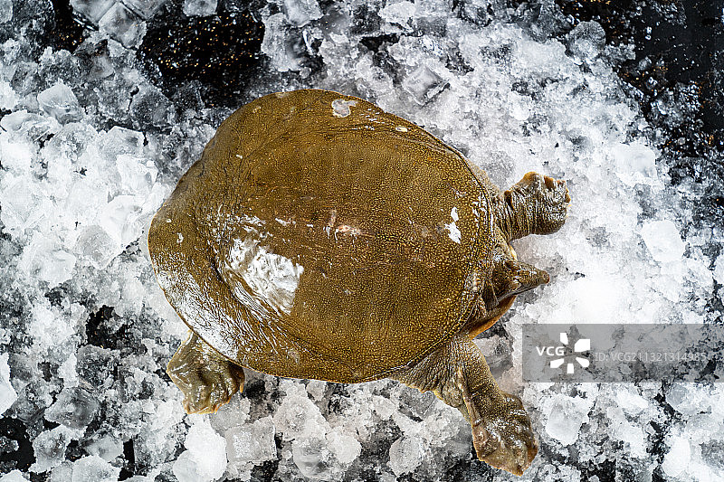 甲鱼图片素材