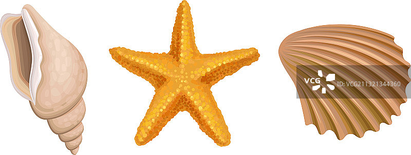 附有藤壶和海星的海洋生物图片素材