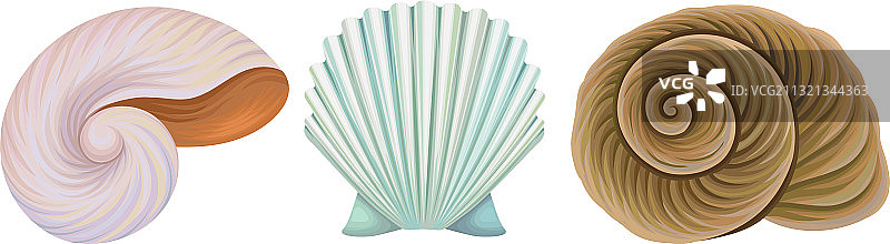 有藤壶和螺旋海螺的海洋生物图片素材