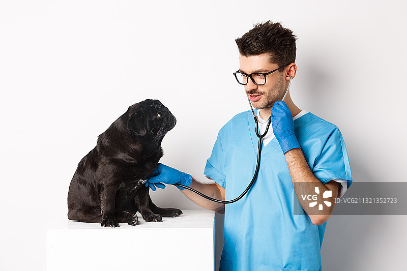 微笑兽医在医院办公桌检查纯种哈巴狗图片素材