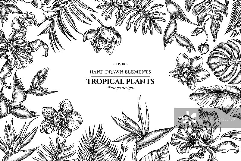 黑白龟背竹花卉设计图片素材