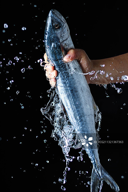 鲜活的鱼带着咸腥的海风图片素材