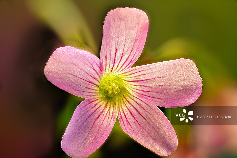 四叶草的花图片素材