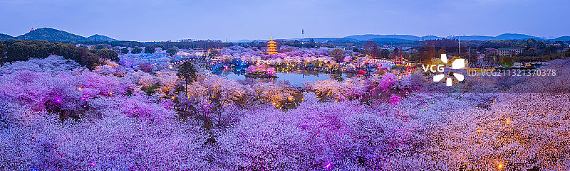 樱花之海图片素材