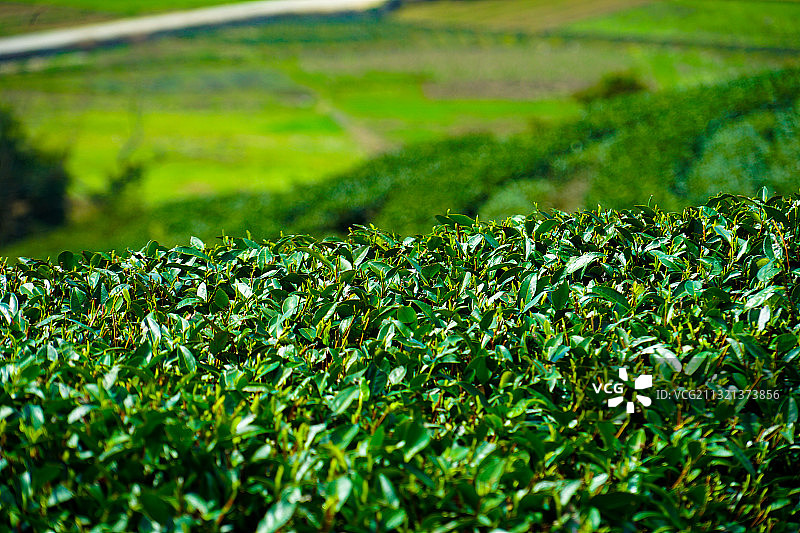 茶山图片素材
