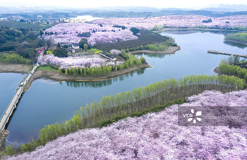 樱花海图片素材