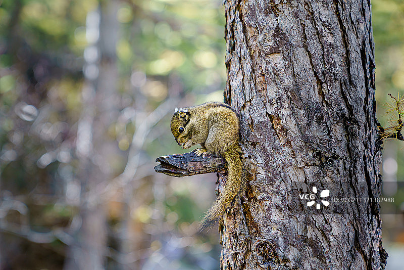 正在吃早餐的松鼠图片素材