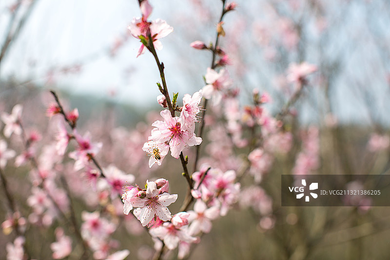 桃花 春天图片素材