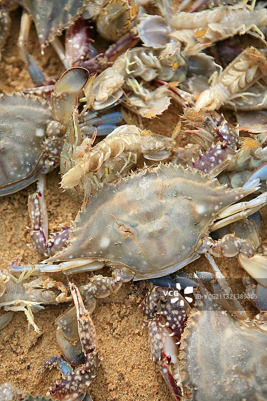 海边的螃蟹图片素材