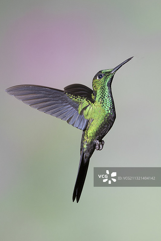雄性绿冠辉蜂鸟飞行图片素材