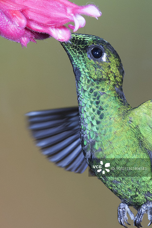 雄性绿冠辉蜂鸟采食花蜜特写图片素材