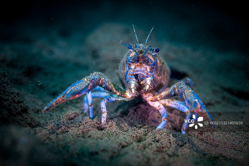 水下蓝色欧洲小龙虾肖像图片素材
