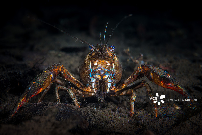 水下欧洲螯虾肖像图片素材