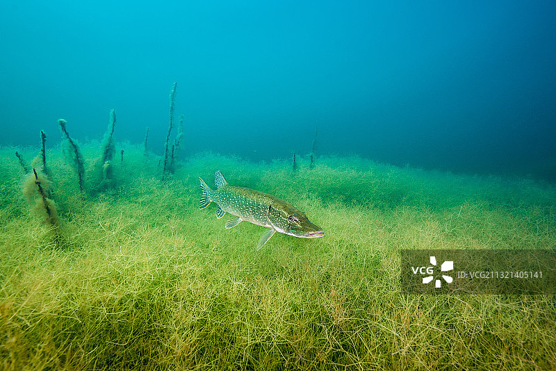 水中梭子鱼（白斑狗鱼）的肖像照图片素材