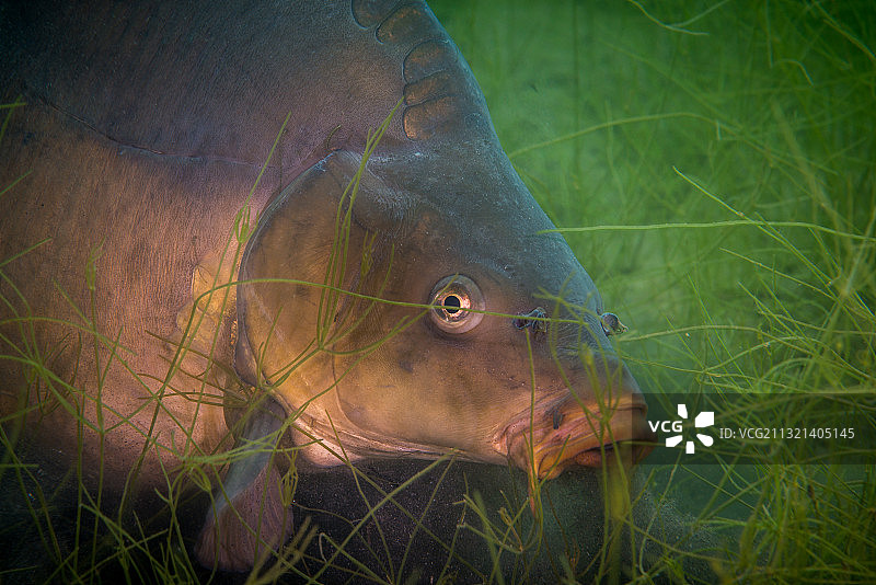 水下的鲤鱼肖像图片素材