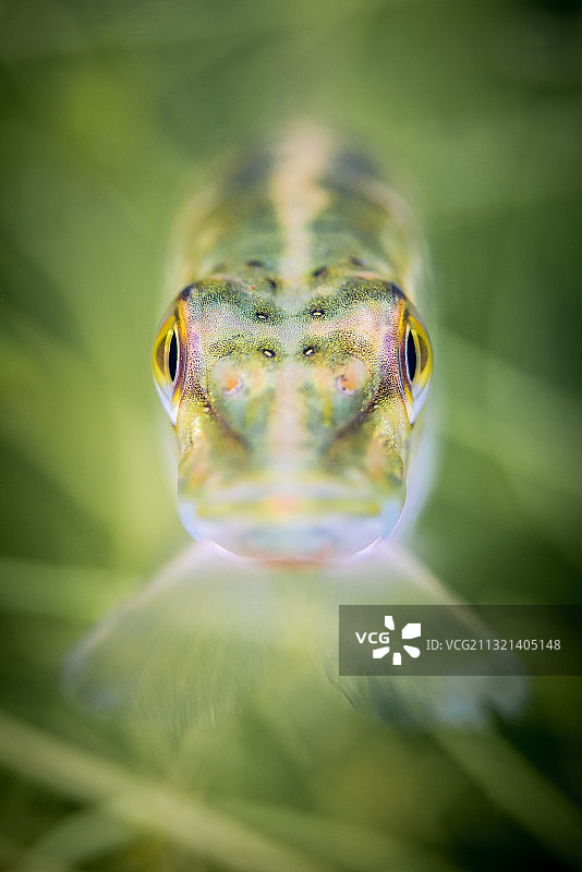 水下梭子鱼（Esox lucius）的惊艳特写图片素材