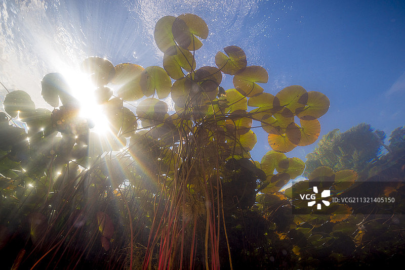 从水下看阳光穿透睡莲水面图片素材