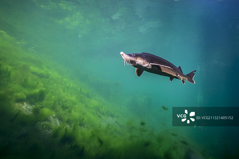 莱茵河支流中的鲟鱼图片素材