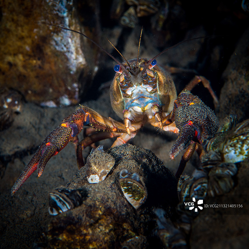 水下欧洲螯虾肖像图片素材
