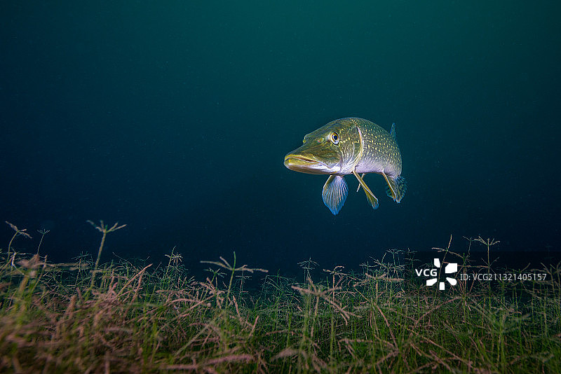 水中梭子鱼（白斑狗鱼）的肖像照图片素材
