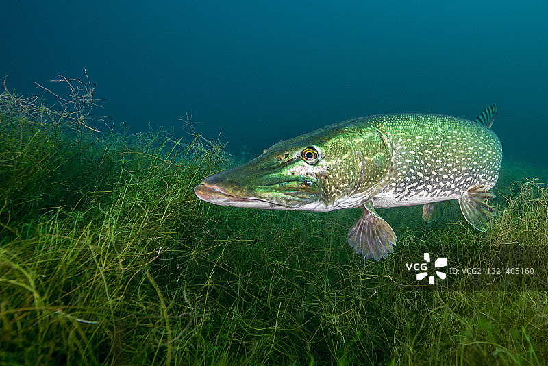 水中梭子鱼（白斑狗鱼）的肖像照图片素材