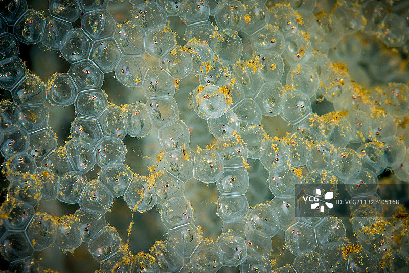 鸡蛋配欧鲈小鱼图片素材