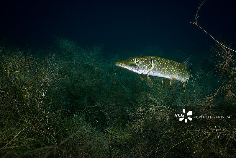 水中梭子鱼（白斑狗鱼）的肖像照图片素材