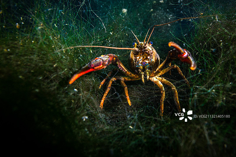 水下欧洲螯虾肖像图片素材