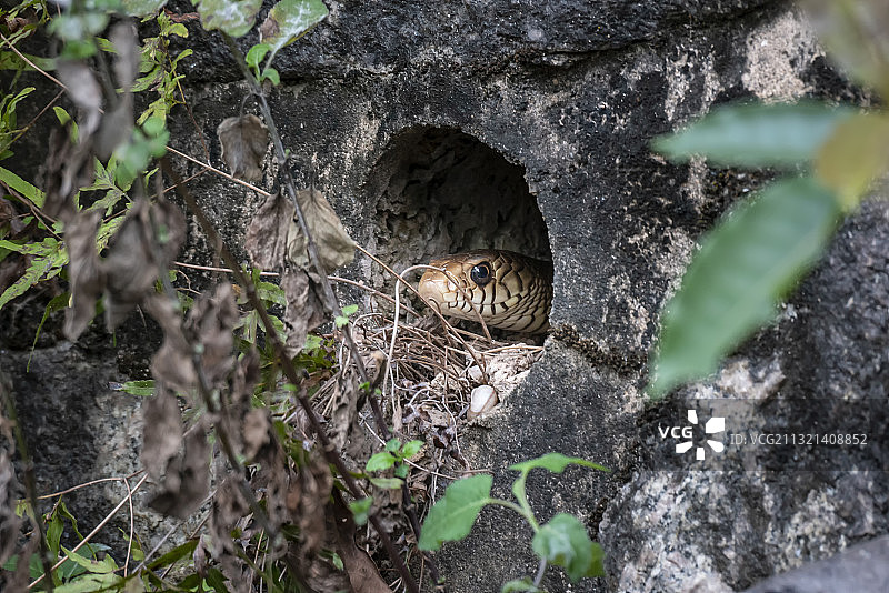 冬眠后出洞的蛇图片素材