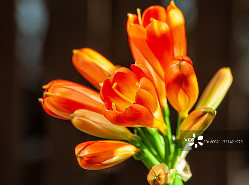 君子兰图片素材