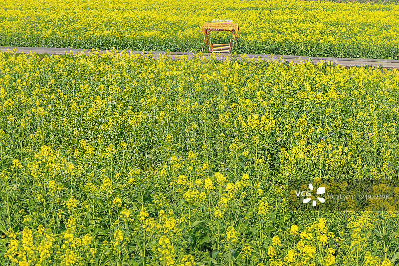 美丽的油菜花海图片素材