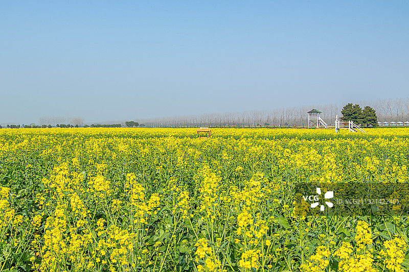 美丽的油菜花海图片素材