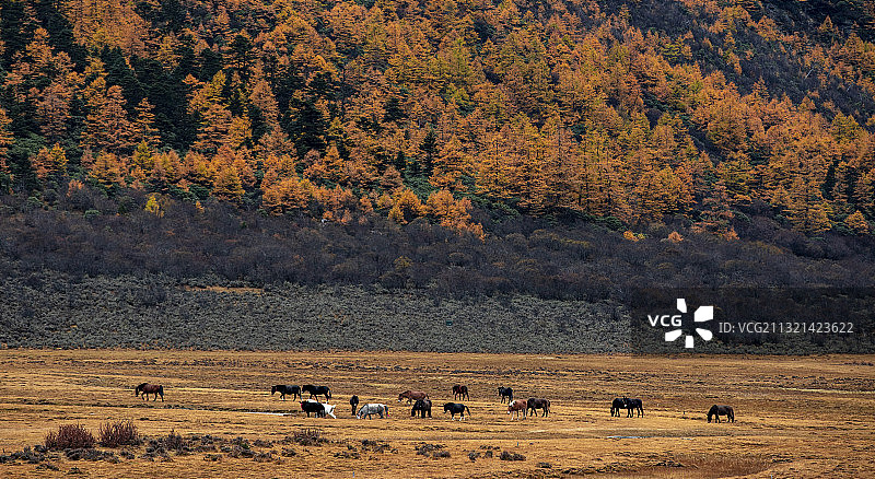 稻城亚丁洛绒牛场图片素材