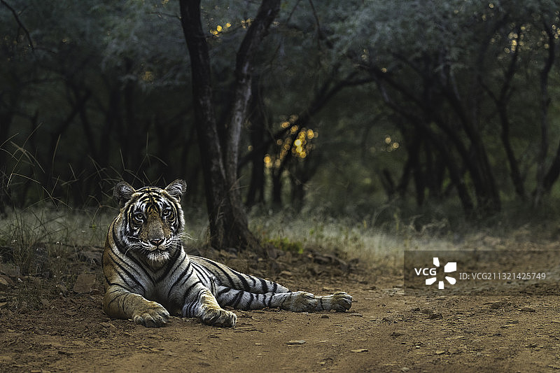 印度拉贾斯坦邦，一名男子坐在球场上图片素材