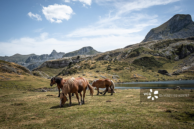 群山背景下，田野里马匹吃草景观图片素材