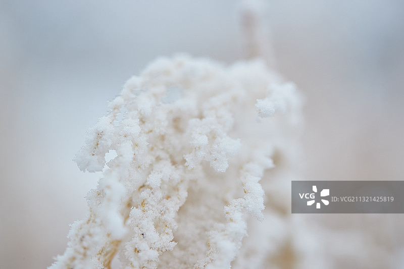 植物上的雪景特写图片素材