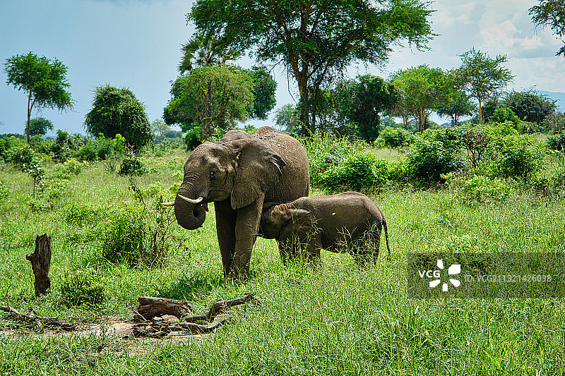 坦桑尼亚米库米国家公园非洲平原上吃草的非洲象图片素材