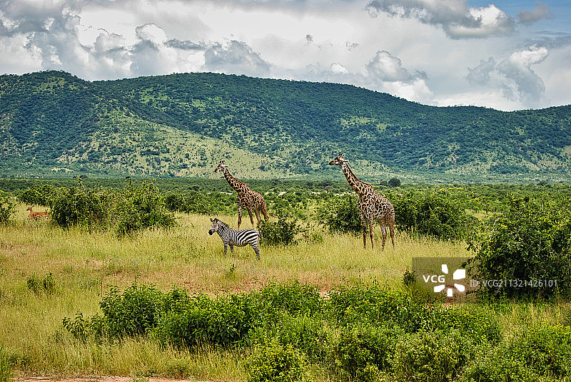 坦桑尼亚鲁阿哈国家公园的田野风光图片素材