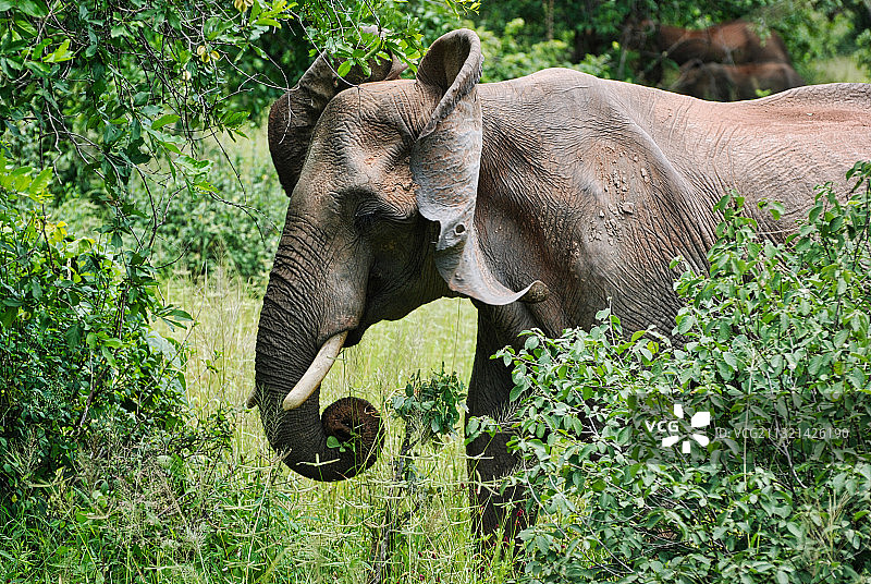 坦桑尼亚鲁阿哈国家公园，小象的特写图片素材
