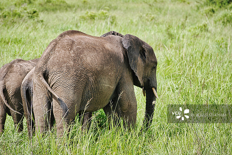 非洲象和小象的侧面照图片素材