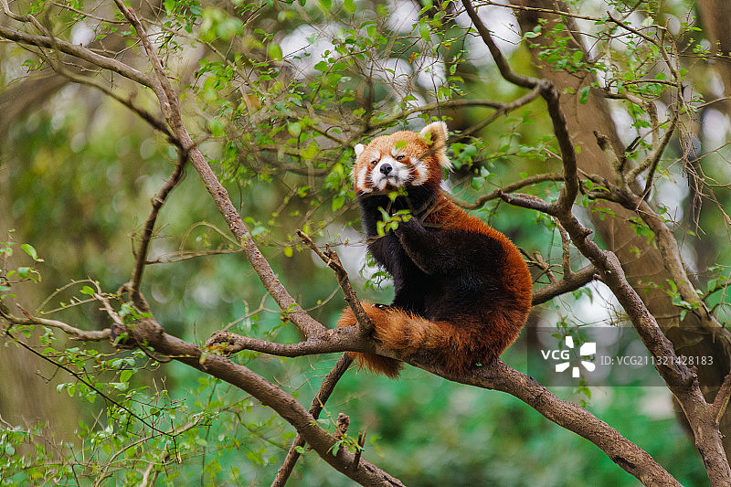 上海野生动物园里的野生动物,小熊猫图片素材
