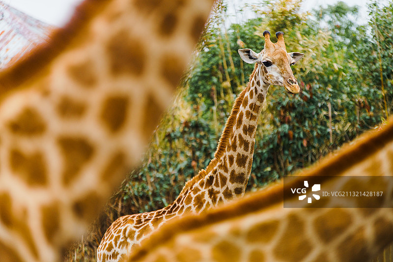 上海野生动物园里的野生动物,长颈鹿图片素材