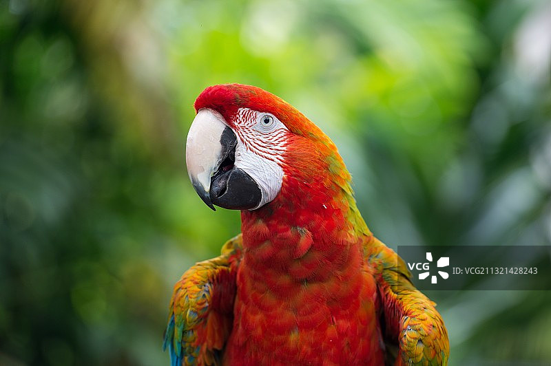 栖息在树上的猩红金刚鹦鹉特写图片素材