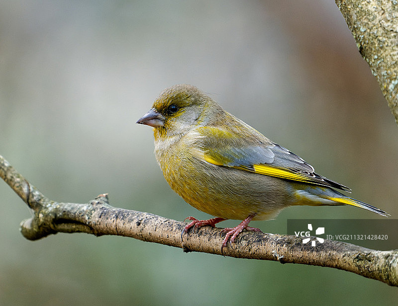 赫尔辛基，芬兰：栖息在树枝上的鸣雀特写图片素材