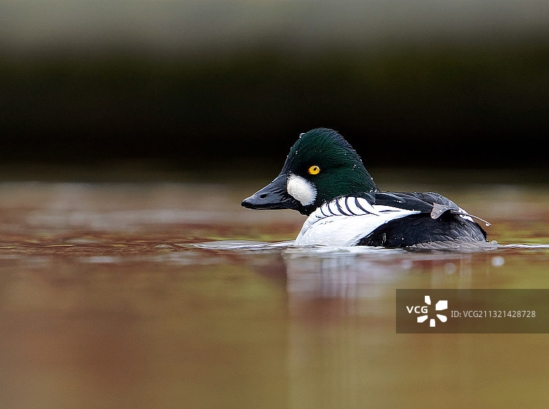 在湖上游泳的海鸭特写图片素材