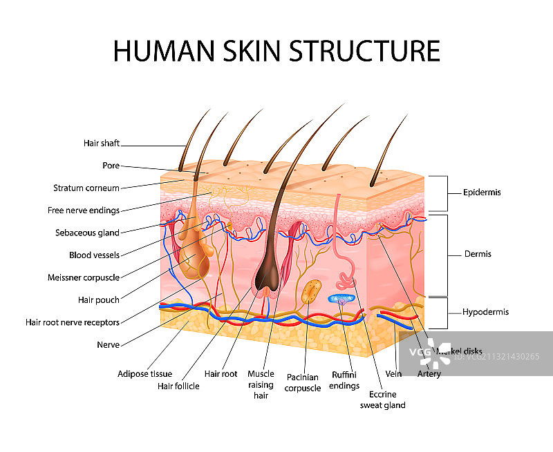 皮肤感觉受体概念图片素材