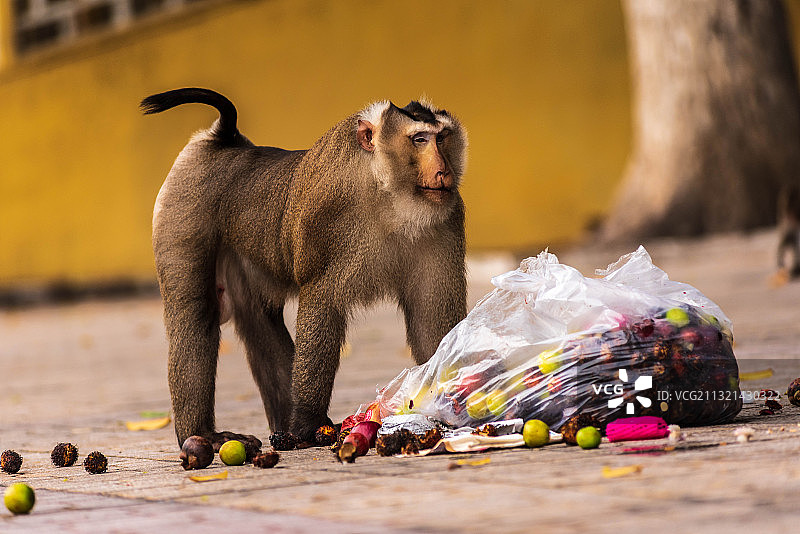 餐桌上的食物特写，越南图片素材