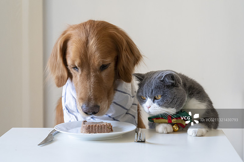 在家吃食物的猫特写图片素材